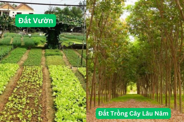 Sự khác nhau giữa Đất Vườn và Đất Trồng Cây Lâu Năm
