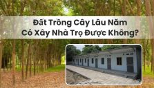 Đất Trồng Cây Lâu Năm Có Xây Nhà Trọ Được Không?