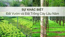 Đất Vườn và Đất Trồng Cây Lâu Năm Khác Nhau Như Thế Nào?
