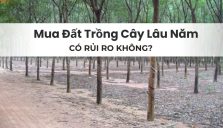 Rủi Ro Khi Mua Đất Trồng Cây Lâu Năm Để Lên Thổ Cư